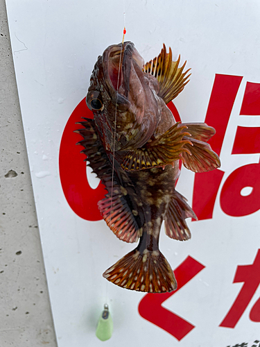 カサゴの釣果