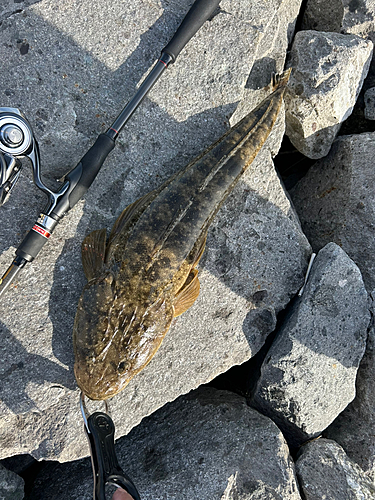 マゴチの釣果