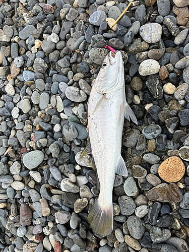 ニベの釣果