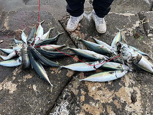 サバの釣果