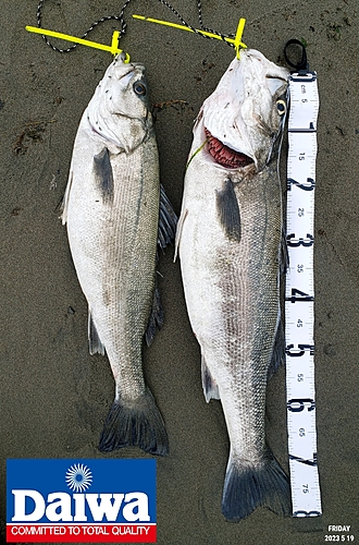 シーバスの釣果