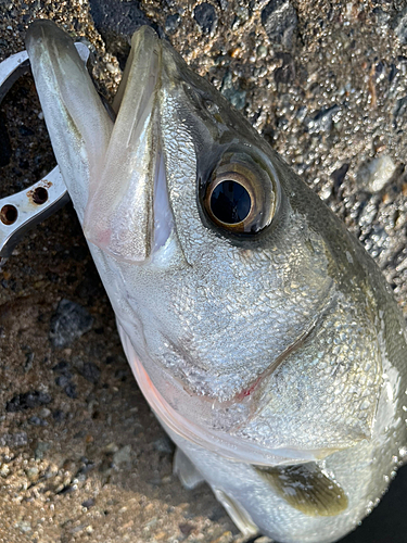 スズキの釣果