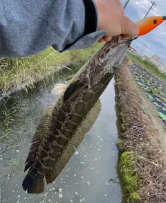 ライギョの釣果