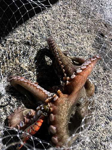 ミズダコの釣果