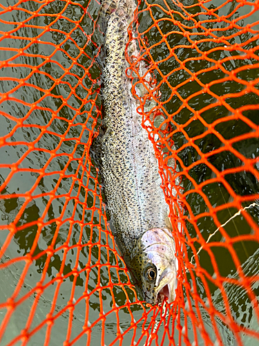 ニジマスの釣果