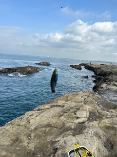 ベラの釣果