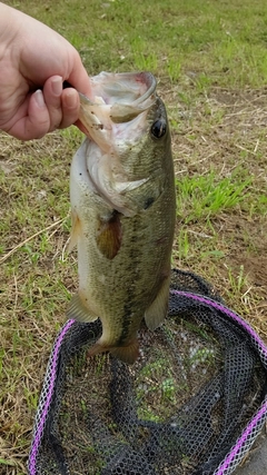 ラージマウスバスの釣果