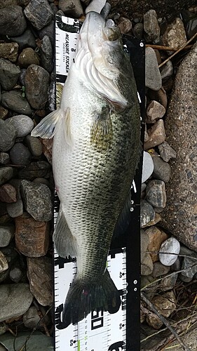 ブラックバスの釣果