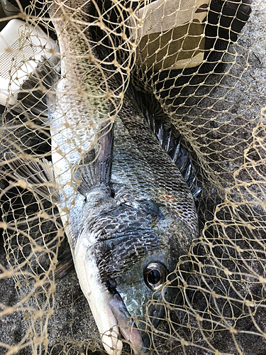 チヌの釣果