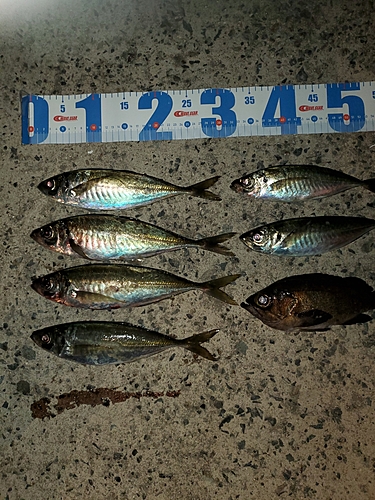 アジの釣果