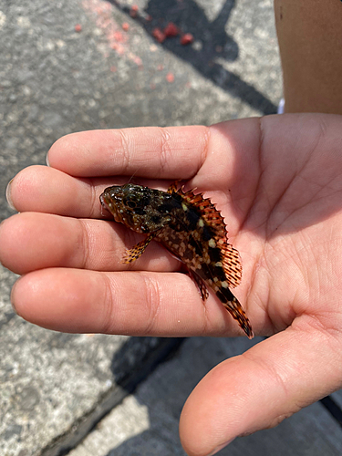 カサゴの釣果