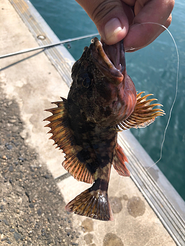 アコウの釣果