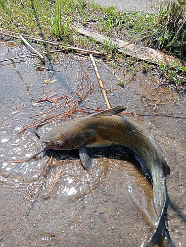 アメリカナマズの釣果