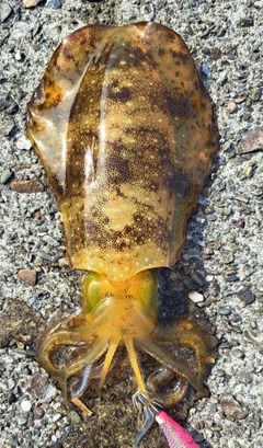 アオリイカの釣果