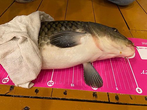 コイの釣果