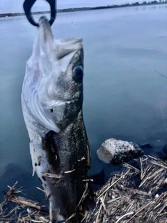 マルスズキの釣果