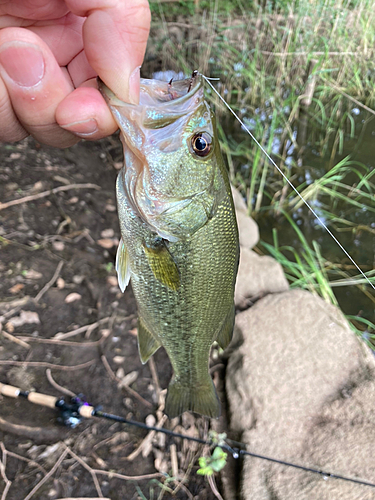 ラージマウスバスの釣果