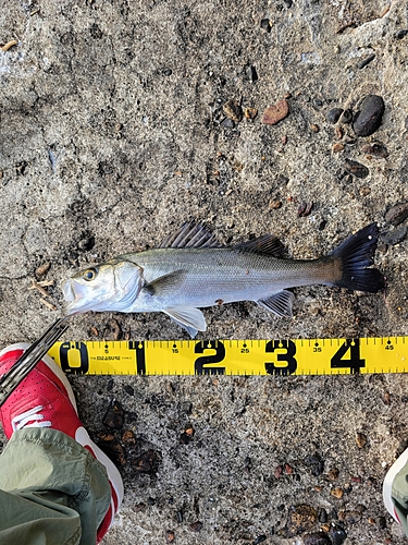 スズキの釣果