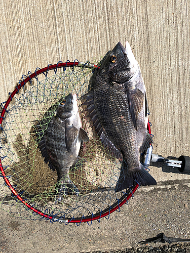 クロダイの釣果