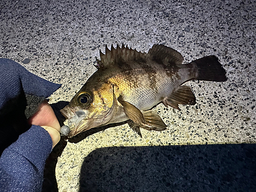 メバルの釣果