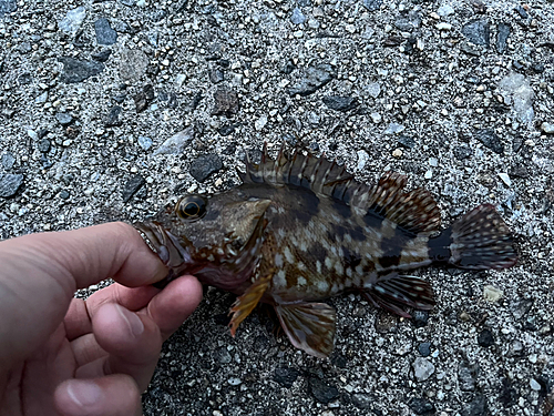 カサゴの釣果