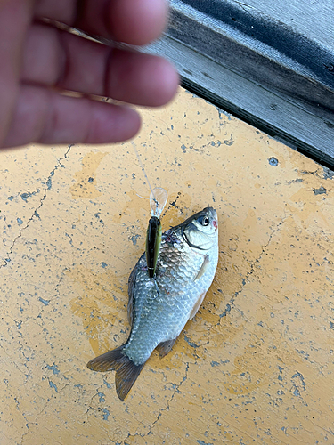 フナの釣果