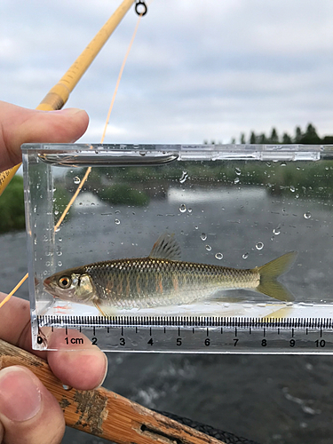 オイカワの釣果