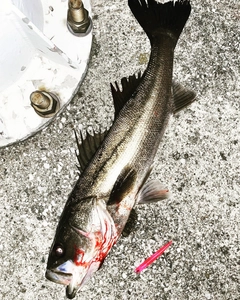 シーバスの釣果