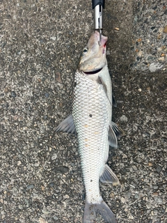 ニゴイの釣果