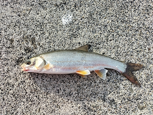 ウグイの釣果