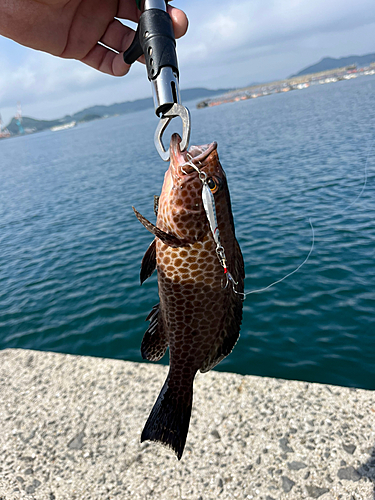 オオモンハタの釣果