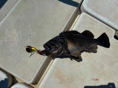 クロソイの釣果