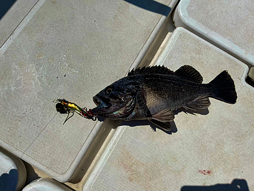 クロソイの釣果