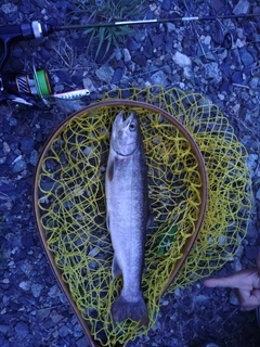 イワナの釣果