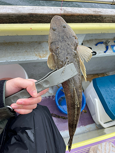 マゴチの釣果