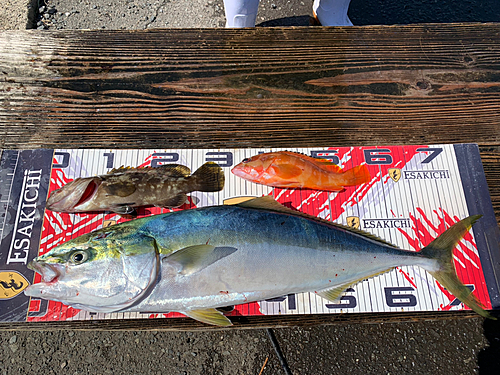 ツバスの釣果