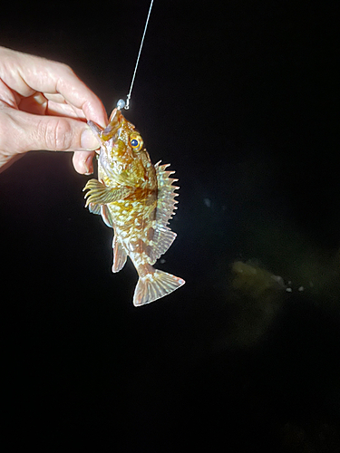 カサゴの釣果