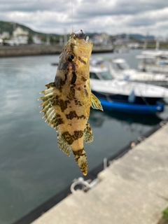 タケノコメバルの釣果