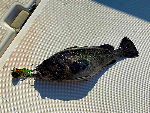 クロソイの釣果