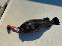 クロソイの釣果