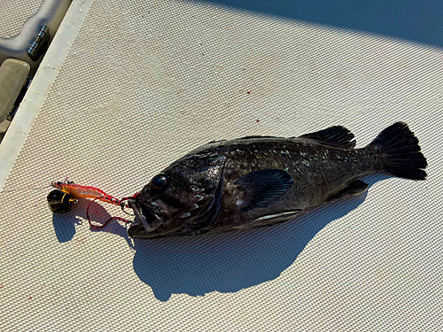 クロソイの釣果