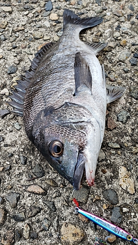 クロダイの釣果