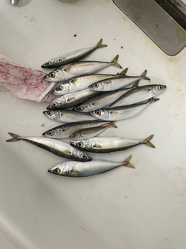 サバの釣果