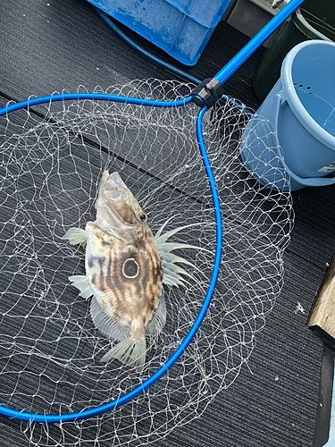マトウダイの釣果