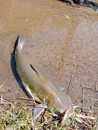 アメリカナマズの釣果