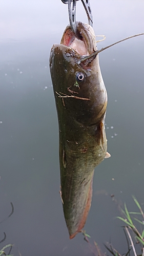 ナマズの釣果