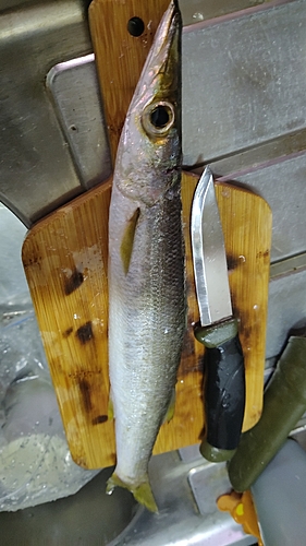 カマスの釣果