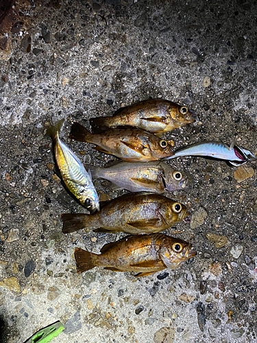 メバルの釣果