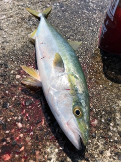 ハマチの釣果