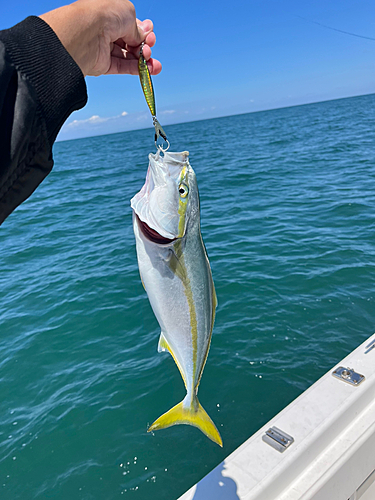 イナダの釣果